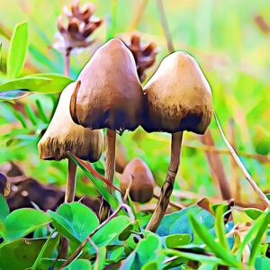 magic mushroom effects