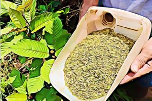 Is Kratom Addictive?